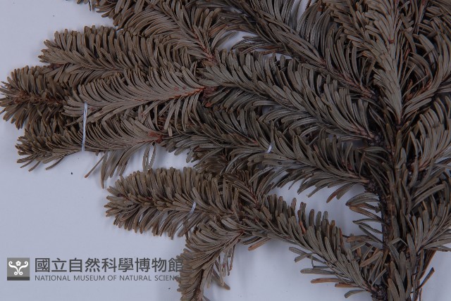 臺灣冷杉藏品圖，第5張