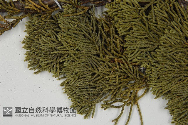 清水圓柏藏品圖，第5張