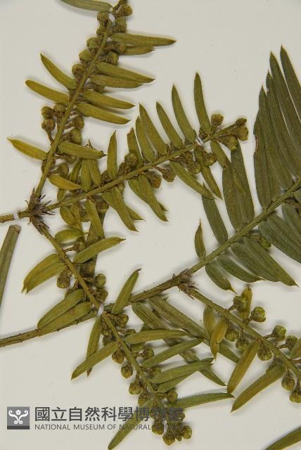 臺灣粗榧、台灣三尖杉藏品圖，第5張