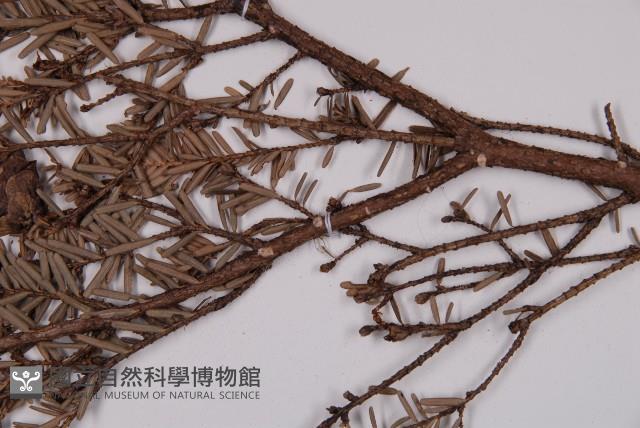 臺灣鐵杉藏品圖，第5張