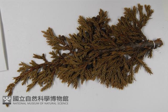香青藏品圖，第5張