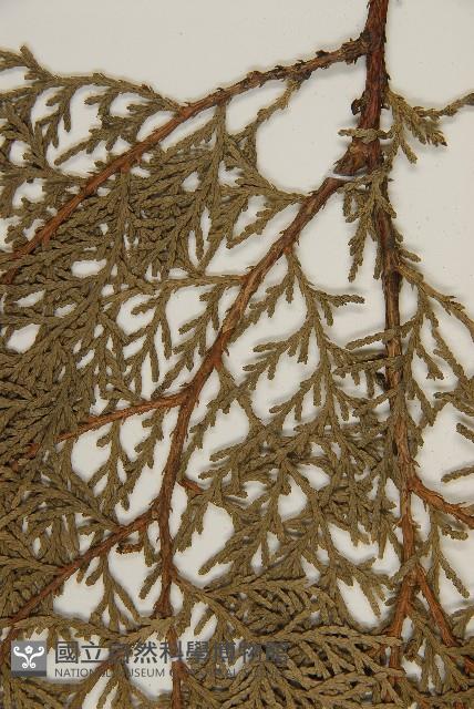 側柏藏品圖，第5張