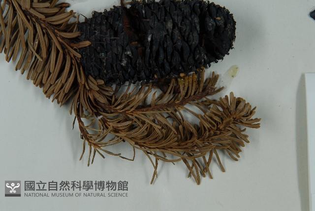 急尖長苞冷杉藏品圖，第5張