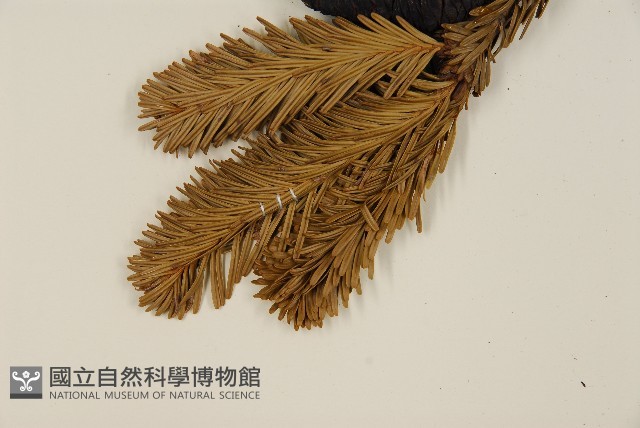 臺灣冷杉藏品圖，第4張