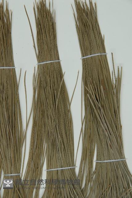 雲南松藏品圖，第5張