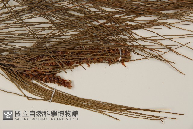馬尾松藏品圖，第5張