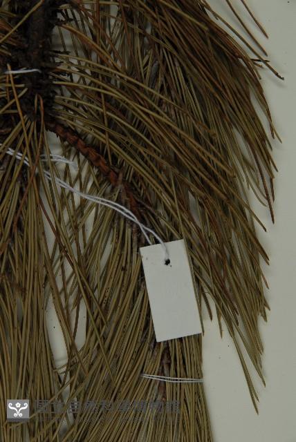 地盤松藏品圖，第5張