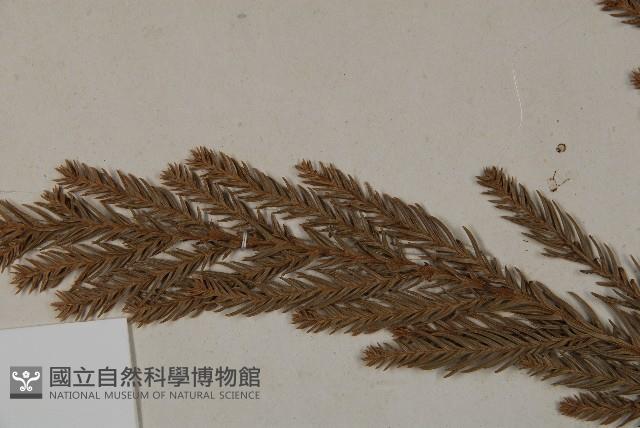 柳杉藏品圖，第5張