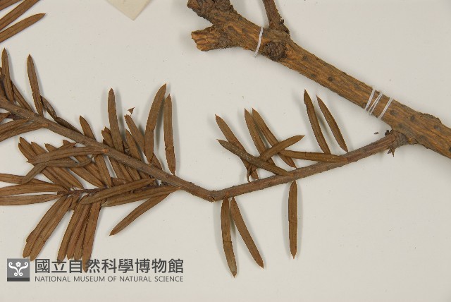 油杉藏品圖，第5張