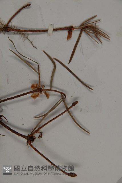 瀾滄黃杉藏品圖，第5張