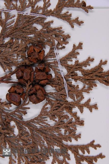 臺灣扁柏藏品圖，第5張