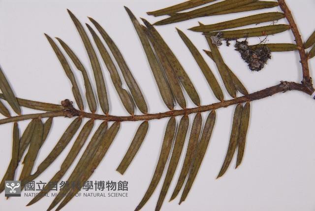 臺灣粗榧、台灣三尖杉藏品圖，第5張