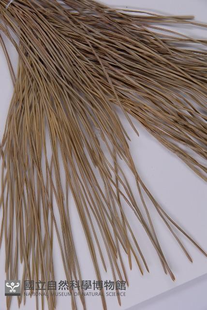 黑松藏品圖，第5張