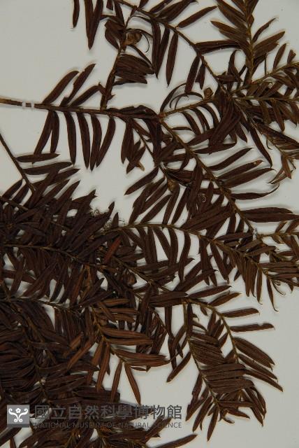 臺灣紅豆杉、紫杉、南方紅豆杉藏品圖，第5張