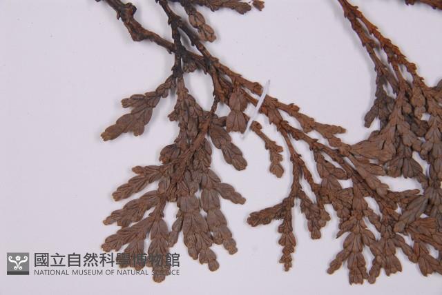 福建柏藏品圖，第5張