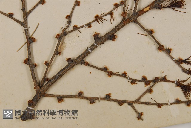 雪松藏品圖，第5張