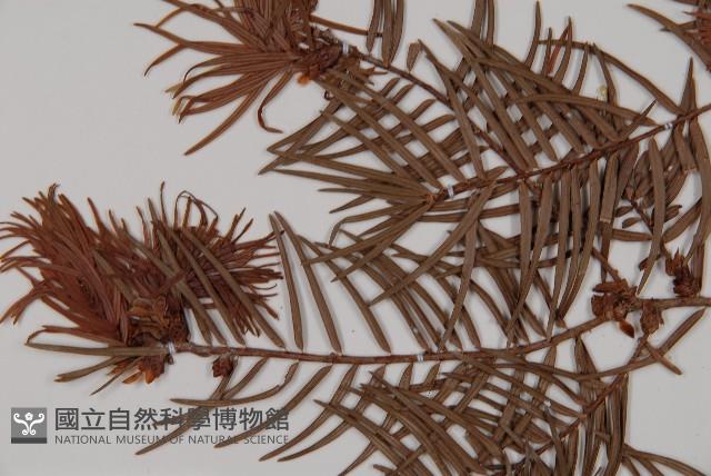 臺灣黃杉藏品圖，第4張