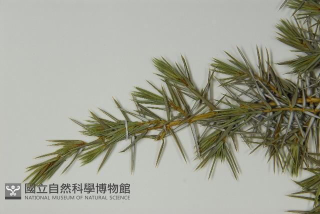 刺柏藏品圖，第5張