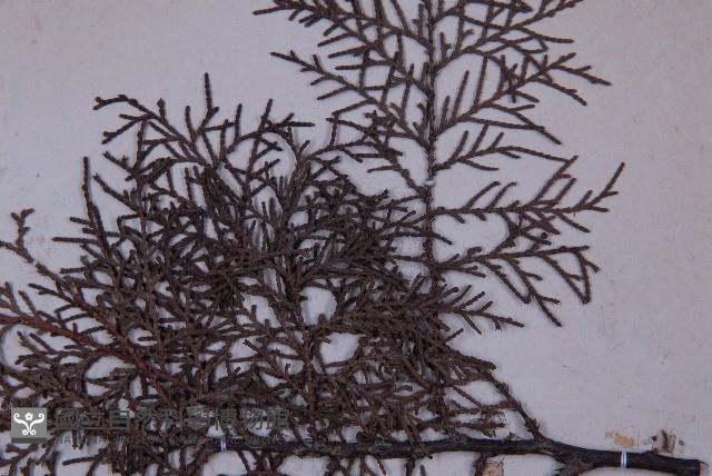 側柏藏品圖，第5張