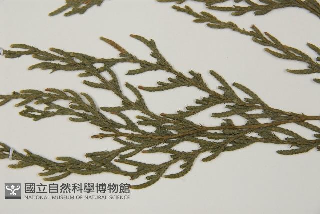 柏木、柏樹藏品圖，第5張