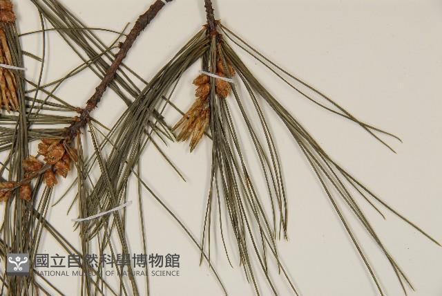 臺灣二葉松藏品圖，第4張