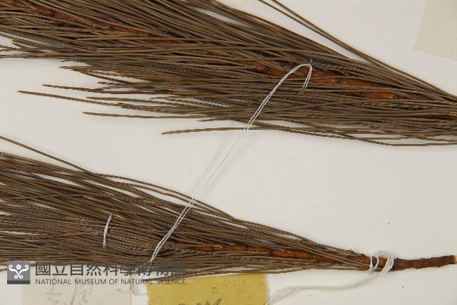 登錄號:G000391藏品圖，第5張