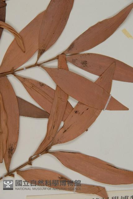 竹柏藏品圖，第4張