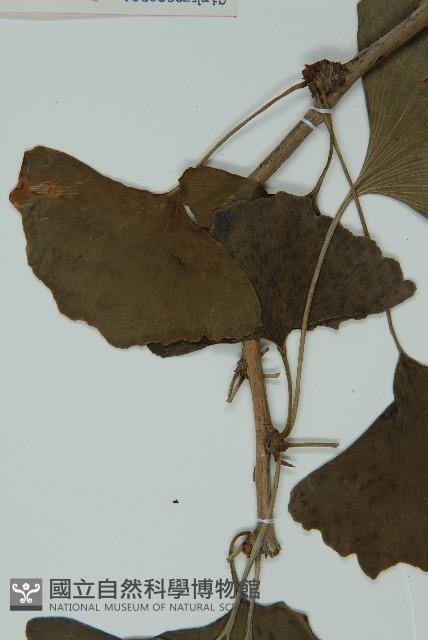 銀杏藏品圖，第5張