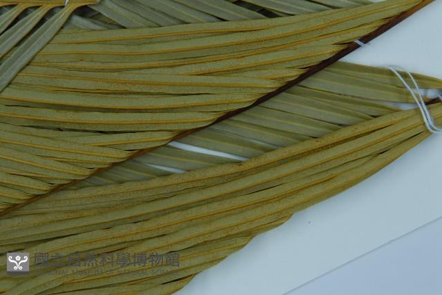 台東蘇鐵藏品圖，第4張