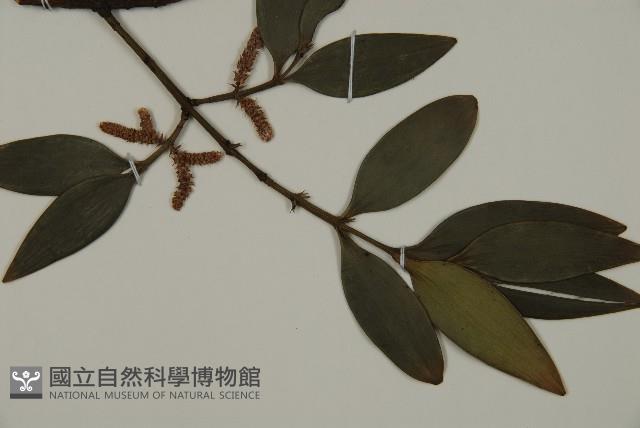 竹柏藏品圖，第7張