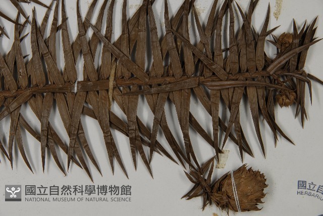 杉木藏品圖，第5張