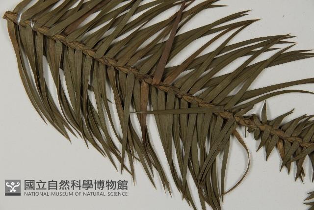 杉木藏品圖，第5張