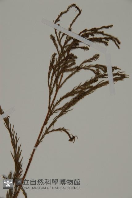 柳杉藏品圖，第5張