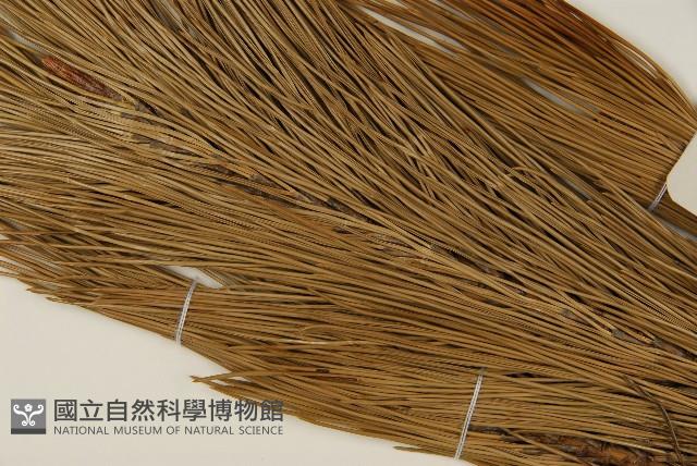 臺灣二葉松藏品圖，第4張