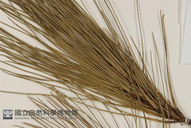 臺灣二葉松藏品圖，第4張