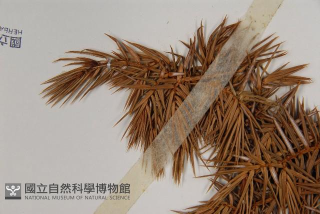 Formosan juniper Collection Image, Figure 5, Total 5 Figures