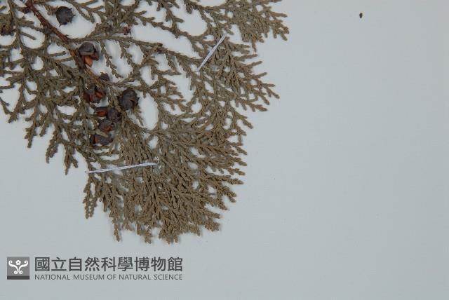 側柏藏品圖，第5張