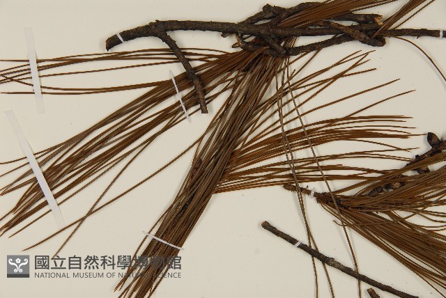 臺灣華山松藏品圖，第5張