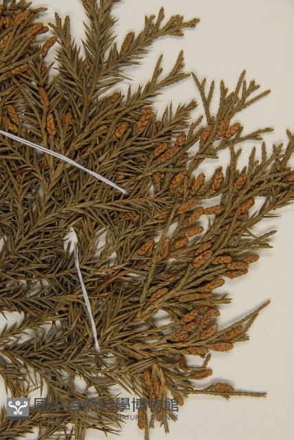 檜柏藏品圖，第5張