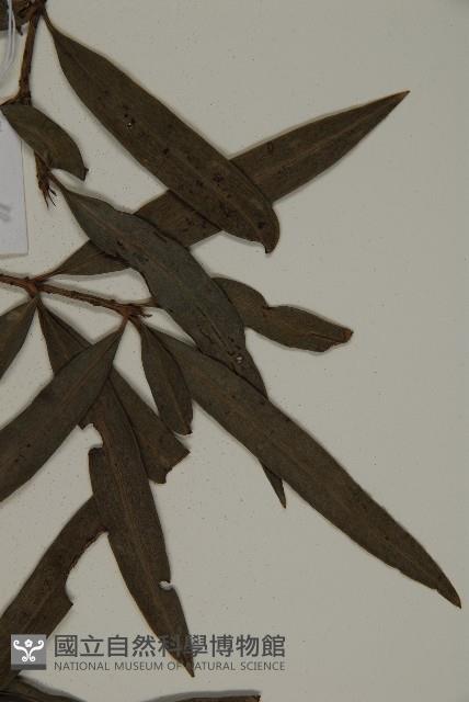 桃實百日青藏品圖，第5張