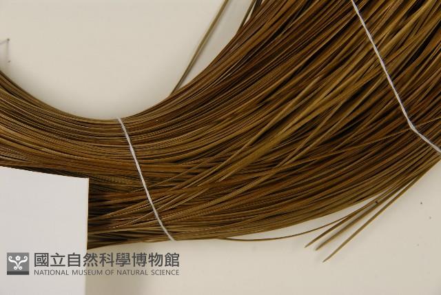 大王松藏品圖，第5張