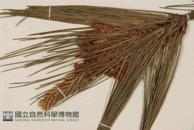 臺灣二葉松藏品圖，第4張