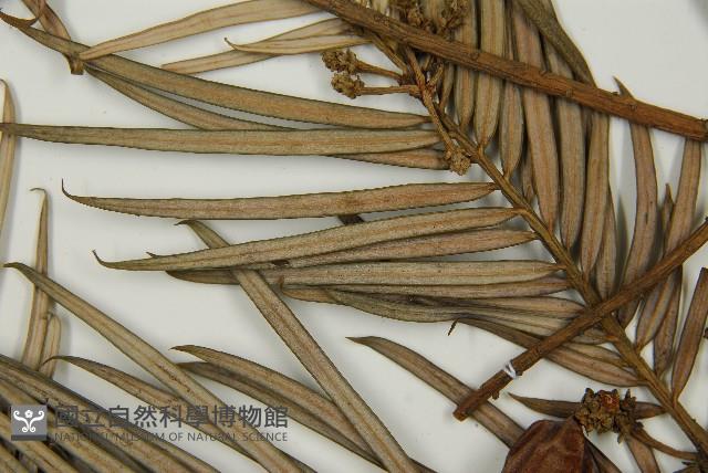 三尖杉藏品圖，第5張