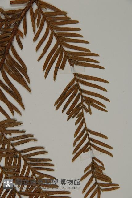 臺灣紅豆杉、紫杉、南方紅豆杉藏品圖，第5張