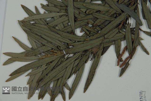 小葉羅漢松藏品圖，第5張