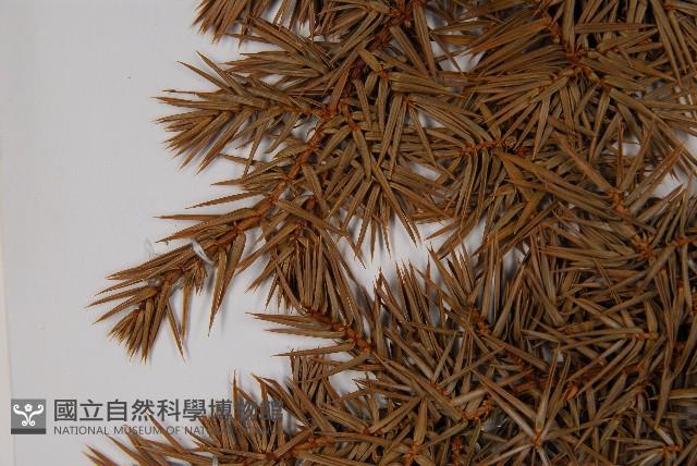 刺柏藏品圖，第5張