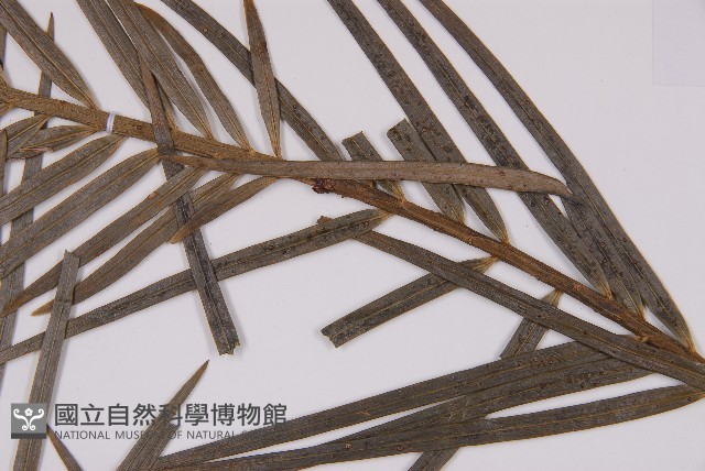 三尖杉藏品圖，第5張