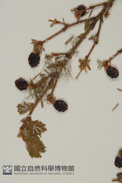 臺灣鐵杉藏品圖，第5張