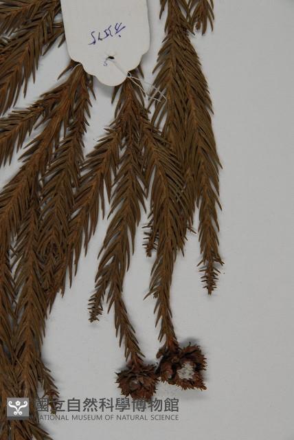 柳杉藏品圖，第5張