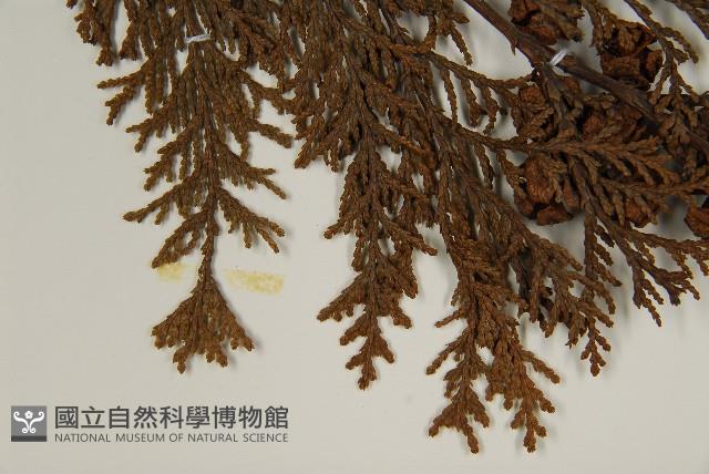 臺灣扁柏藏品圖，第5張